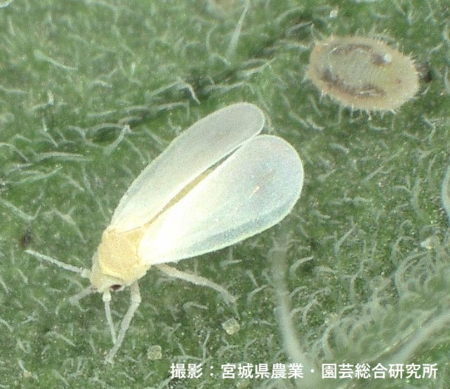 Editor’s Eyes トマトの大敵コナジラミ 農薬使わず振動で防除し受粉促進 一石二鳥の技術を発明!