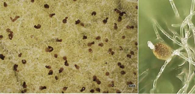 メロンうどんこ病菌に寄生したカビ（左）とうどんこ病菌の分生子柄（ぶんせいしへい）（子孫胞子を作る構造体）に形成された菌寄生菌の分生子殻（ぶんせいしかく）（菌寄生菌の子孫胞子を作る構造体）（右）/野々村照雄・近畿大学教授提供