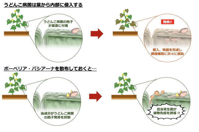 上：うどんこ病の発生メカニズム 下：薬剤散布がどのように影響するか