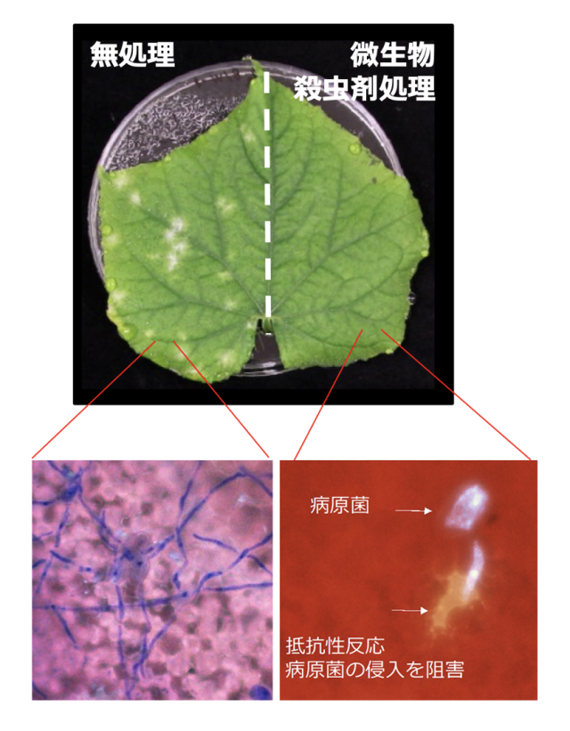 ボーベリア・バシアーナ乳剤を散布した葉の細胞は、免疫を誘導してうどんこ病菌の感染をブロックする/摂南大学農学部農業生産学科提供