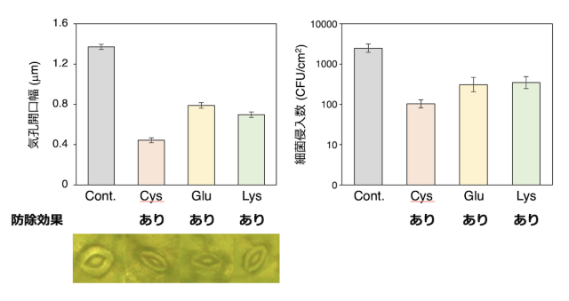 アミノ酸処理後の気孔の開口幅と植物内に侵入した細菌数を示したグラフ。防除効果があったシステイン（Cys）、グルタミン酸（Glu）、リシン（Lys）を処理した葉では、何も処理しなかった部分（Cont.）と比べて、開口幅と細菌侵入数には有意な相関関係があった/筑波大学提供