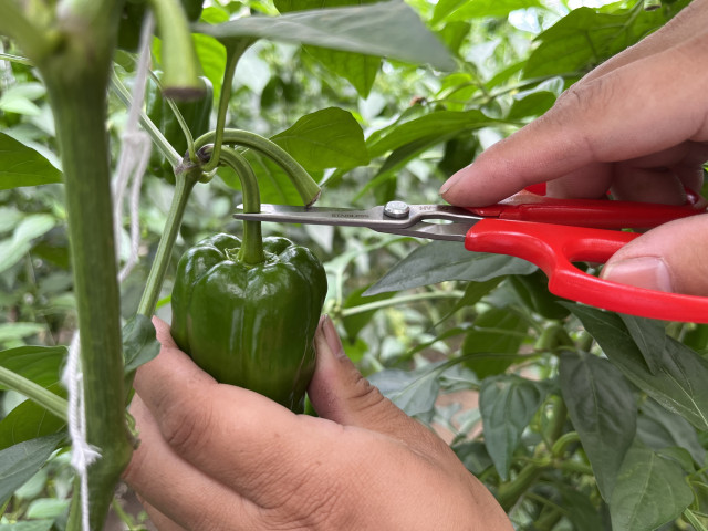 「農家さんとの協力の成果」使い心地にこだわった野菜収穫鋏！