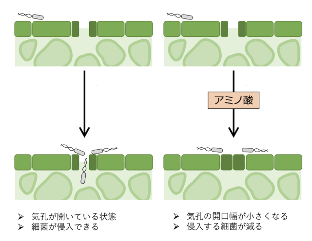 左：アミノ酸処理をしなかった葉では、気孔開口部から細菌が侵入 右：アミノ酸処理した葉では、気孔開口部の幅が狭くなって、細菌が侵入しにくくなる/筑波大学提供）