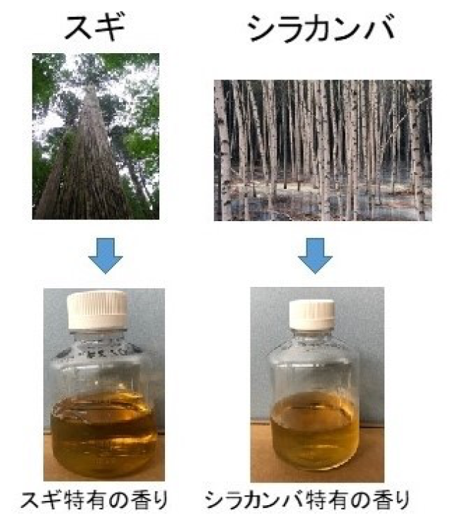 樹の種類ごとに特有の風味を楽しめる/森林総合研究所