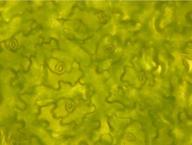 キャベツの葉の表面の気孔をとらえた顕微鏡画像。気孔は1㎠あたり1万～2万個ほど存在する/筑波大学提供