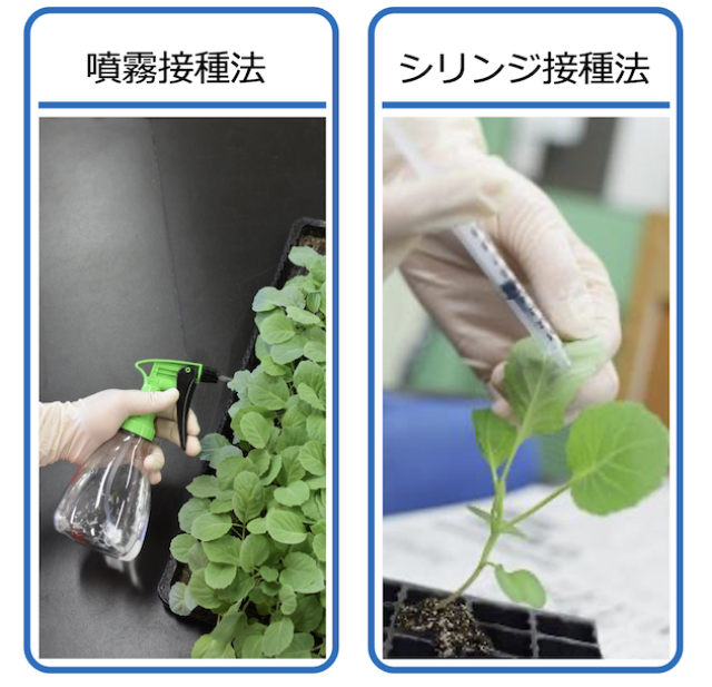 実験では、アミノ酸をスプレーで吹きかける方法（左）と、シリンジを使って植物内に直接注入させる方法（右）を比較/筑波大学