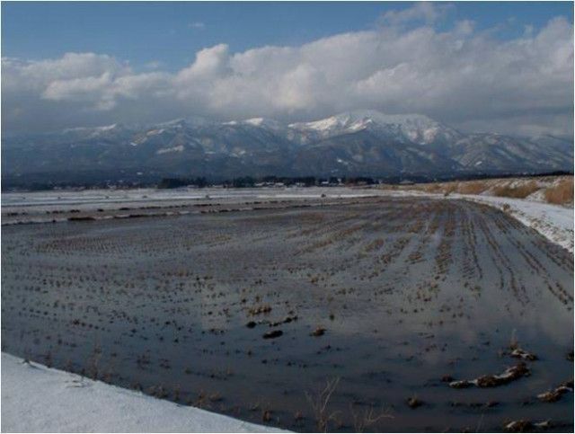 「ふゆみずたんぼ」は収量が減るという噂がありますが、効果はあるの?