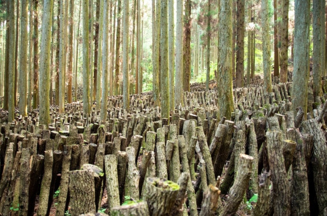 かつては原木栽培が主流だったが、高度経済成長期以降、菌床栽培技術が確立