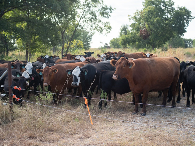 テキサス州の牧場では、放牧場所を移動するための転牧を待つ牛の群れが見られた。筆者撮影