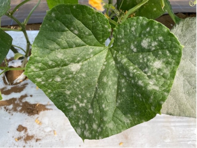 Editor’s Eyes 昆虫に寄生する菌がうどんこ病にも効果があった!生物農薬で害虫と病気をダブルで防除