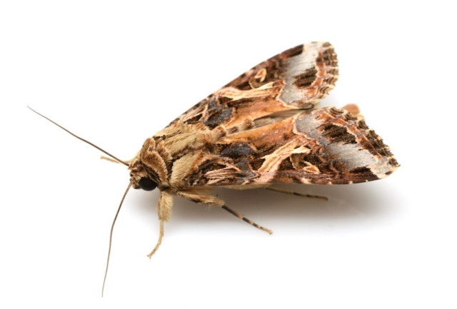 Editor’s Eyes レーザー光線で狙い撃ち！殺虫剤を使わずに害虫を駆除する技術が誕生！