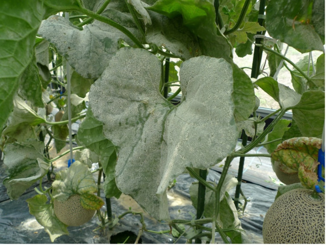 Editor's Eyes 植物の大敵「うどんこ病」、菌に寄生するカビで感染防止 近畿大が発見!世界初