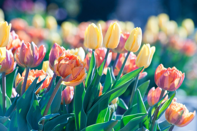チューリップやムスカリなど球根の水耕栽培に挑戦したい！栽培方法を教えて