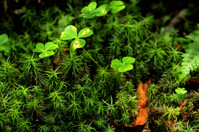 耕作放棄地で苔の栽培を検討していますが、儲かりますか？