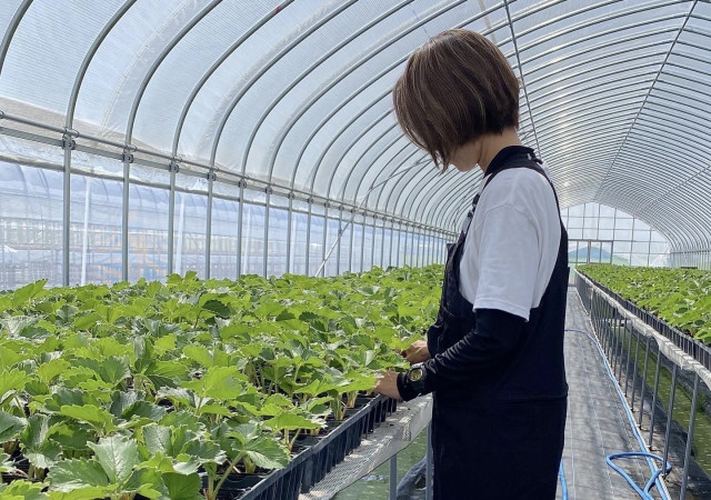 有機栽培で茶葉を栽培したのになかなか売れない。お茶を売るにはどうすればいい？