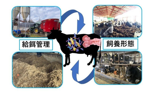 牛の餌や、飼育環境によって子宮内フローラは異なる