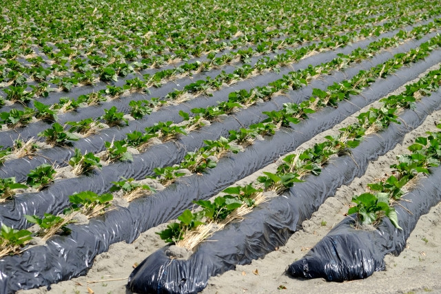 サツマイモの栽培に最適な肥料について教えてください