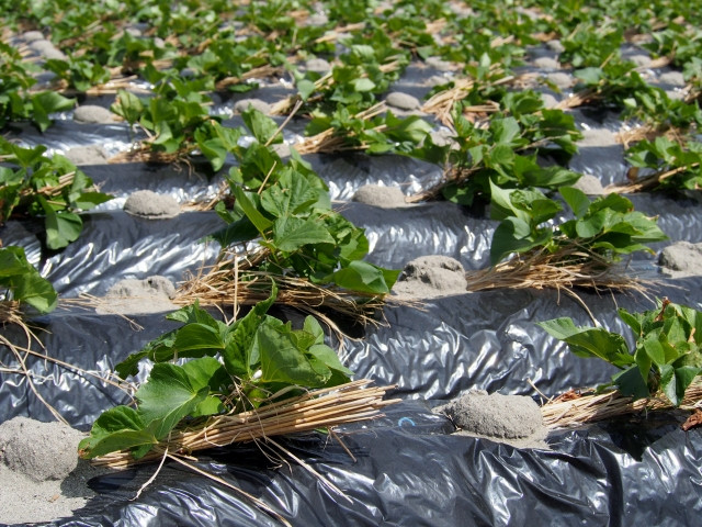 サツマイモ栽培でのマルチングの効果が知りたい