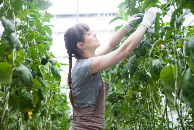 ピーマン栽培の燃料費を下げたい。簡単にできる節約方法を教えて
