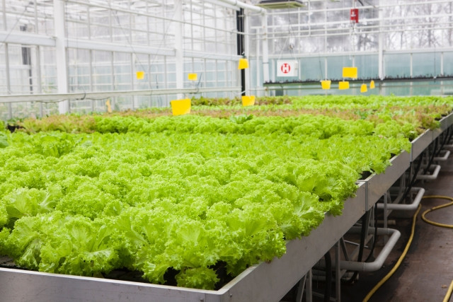 冬どりレタスを栽培しています。収穫後の空きハウスを活用できる、オススメの作物を教えて!