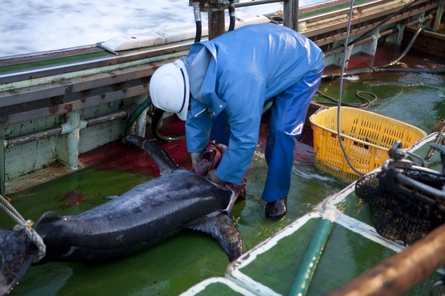 漁獲制限があると聞いたけど、マグロの定置網はどう行われている？