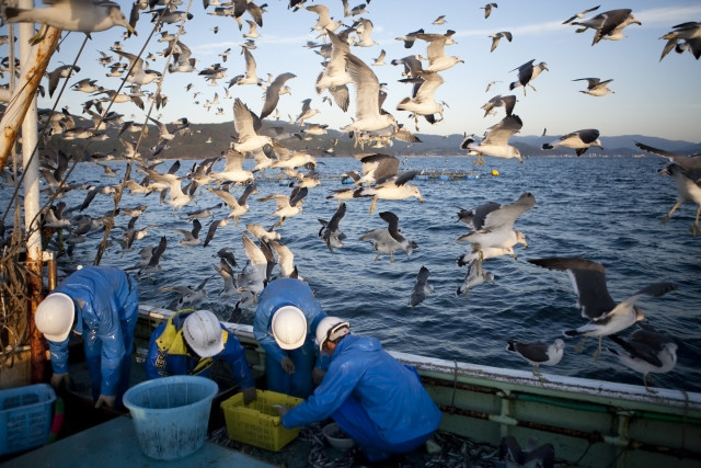 定置網に関係する漁業権とは？ルールや気をつけるべきポイントが知りたい