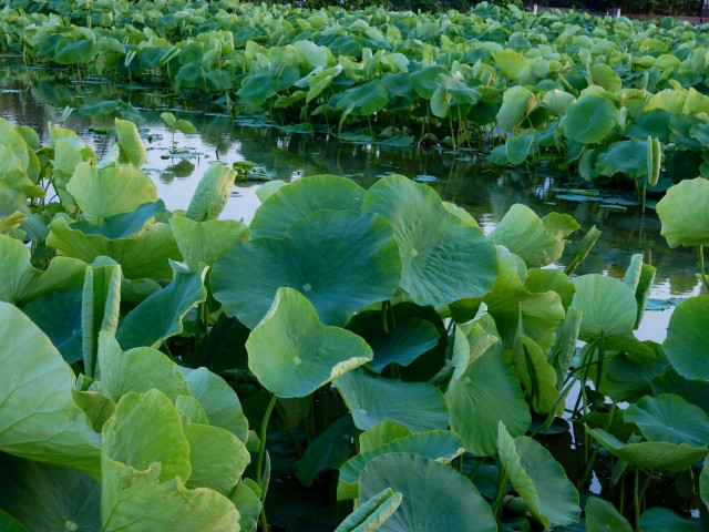 レンコンの栽培にはどのような肥料を与えれば良いのでしょうか?