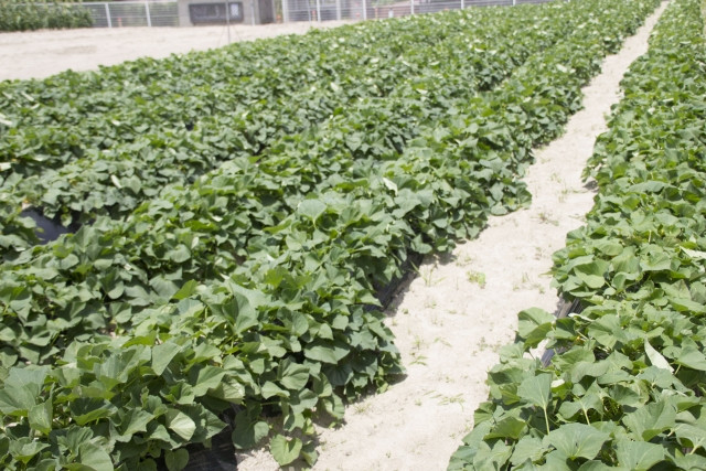 サツマイモ栽培でクイックスイートの形を揃えるためにはどうすればいい？