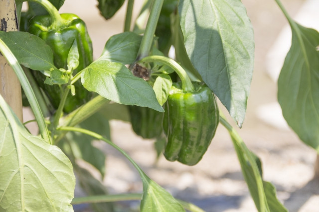 ピーマンの半身萎凋病はどのような病気ですか？