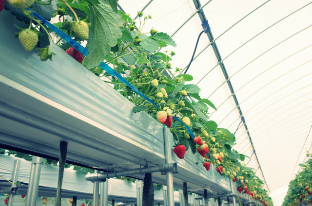 いちごの天敵栽培をやってみたいが、費用や方法は?