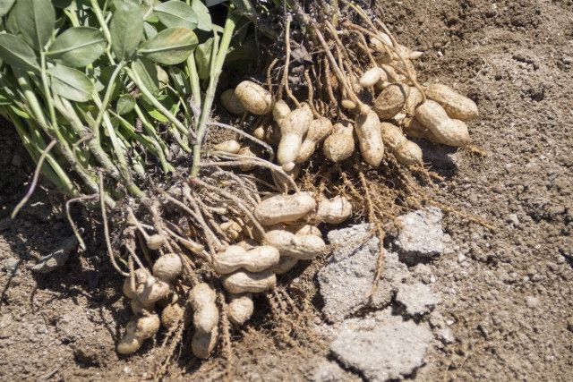 落花生の風味や味を濃くする栽培方法を教えてほしい