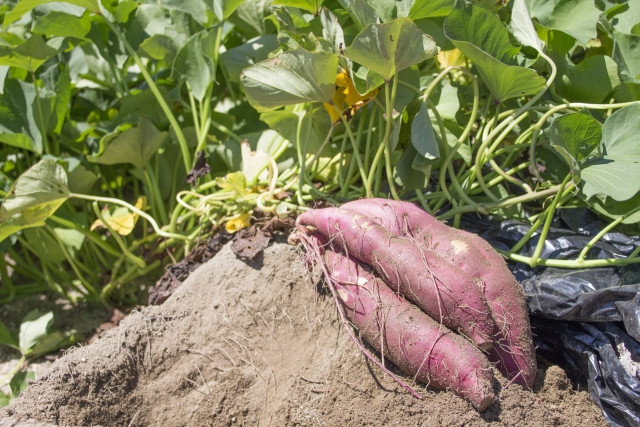 サツマイモの主な病気が知りたい！原因も教えて