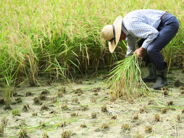 米作りの方法が知りたい!時期や田植えから収穫までの作業は?