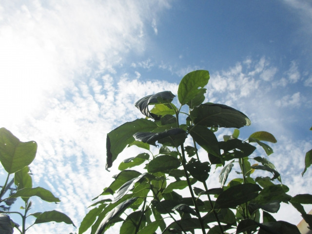 アボカドの露地栽培を始めたいので、特徴や注意点を教えてください