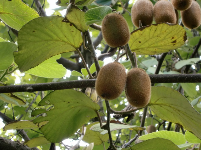 山梨でキウイフルーツは栽培できますか?北限はどの辺り?