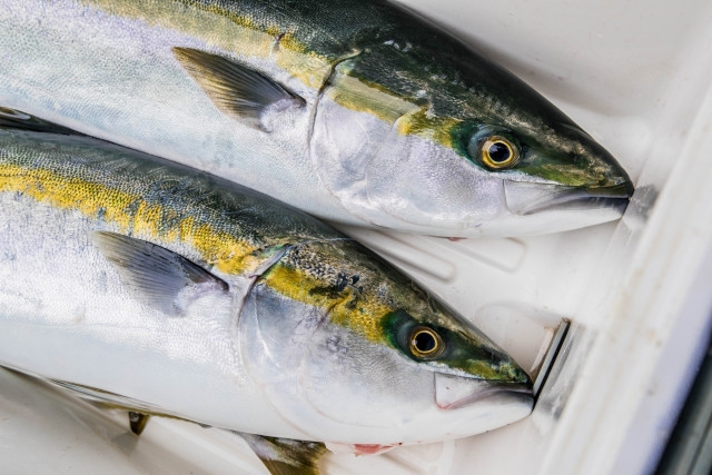 養殖ブリの生産量が多い産地が知りたい