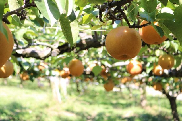 梨の栽培で脇枝がたくさん出てきたのですが、土壌のカルシウム不足が原因なのでしょうか？