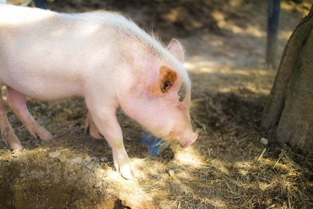 豚同士の喧嘩を減らすにはどうすればいいですか?
