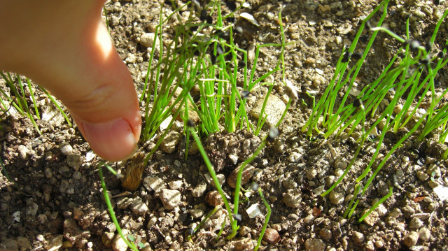 動画で野菜の魅力を発信したい！機材や編集ソフトのおすすめは？