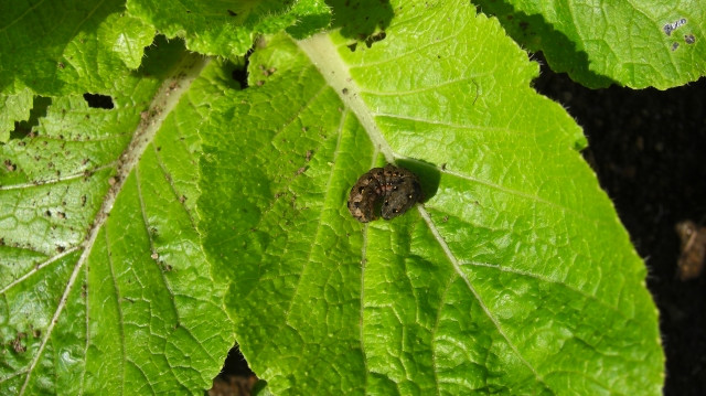 白菜の主な害虫の種類と対策方法は？