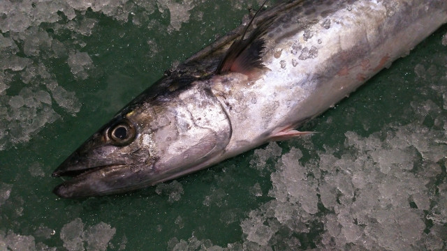 定置網漁でサワラの漁獲量を増やしたいと考えています