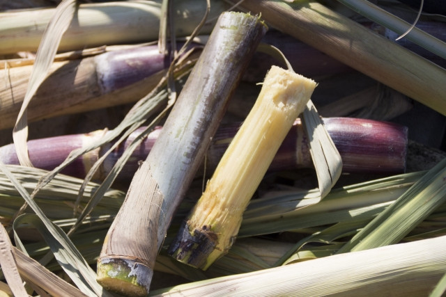 サトウキビ栽培で注意すべき害虫を知りたい