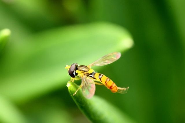 いちご栽培に利用するハナアブの幼虫を捕まえて飼育する方法は?