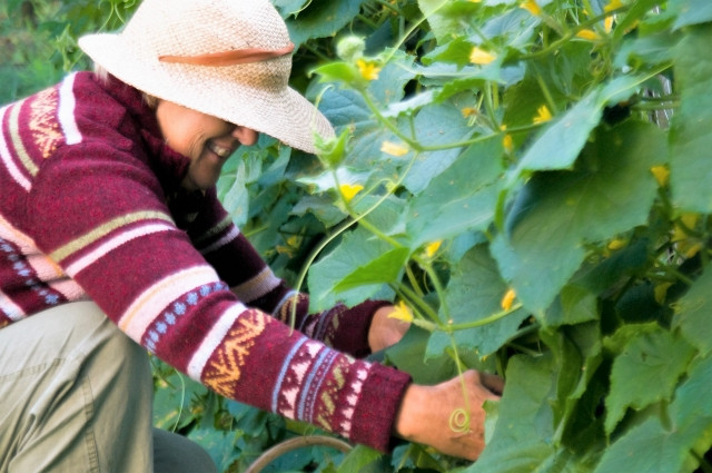 特定技能制度と技能実習制度の違いを教えてください