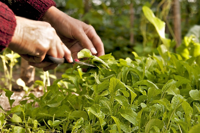 青枯病対策に剪定ばさみの消毒方法を教えてください