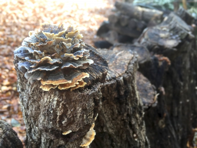 舞茸栽培の原木栽培と菌床栽培それぞれ収穫までの時期や栽培スケジュールは？