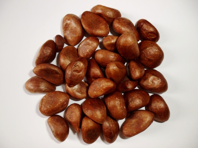 ビワを種から栽培するのは現実的？繁殖はどうすべき？