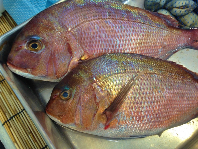 栽培漁業でマダイを育てることは可能ですか？