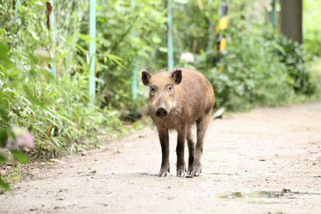 ドローンを獣害対策に活用することってできるの?