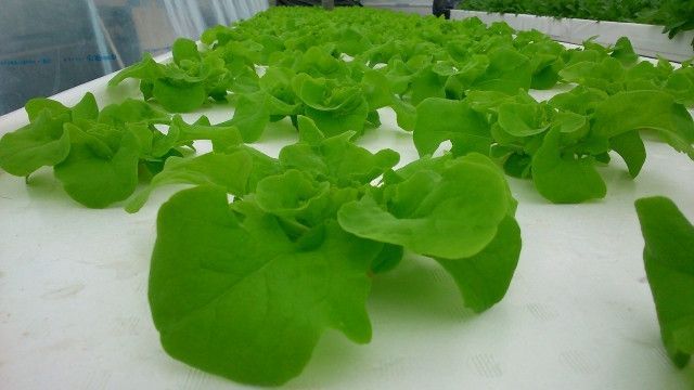 農福連携して植物工場を運営したい。福祉事業所の運営に注意するべきことは?